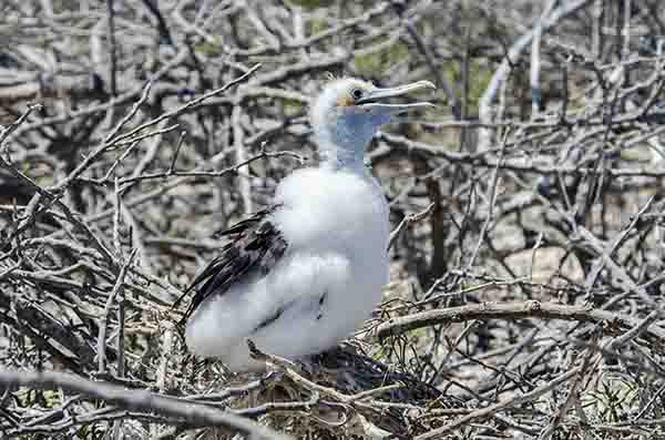 Fragata - isla Seymour Norte - islas Galápagos - Ecuador 16.jpg